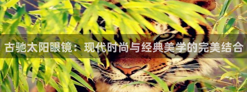 卧龙娱乐后